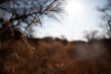 blades of grass in golden field