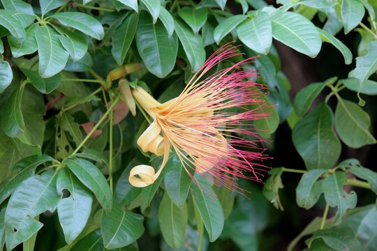 planta flor munguba - pachira aquatica