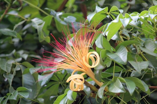 planta flor munguba - pachira aquatica