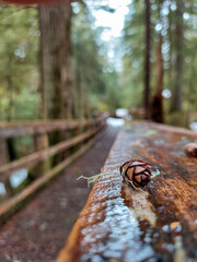 autumn forest path