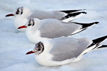Drei Seeschwalben auf einer Eisfläche