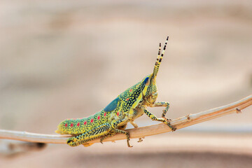 Grasshopper on a wood stick. Bokeh effect and detailed shot.