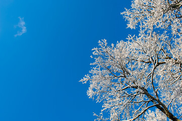Forest under snow cover, sun and shadows, blue sky.