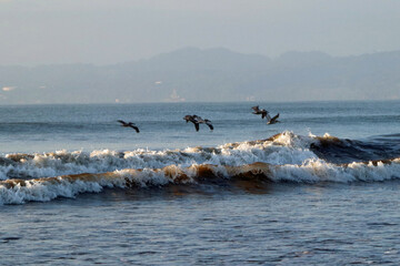 Pelicans Flying Over Waves of the Pacific Ocean