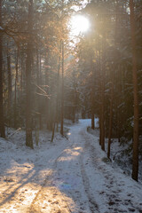 leśna ścieżka zimą