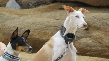 team, dog, pet, animal, terrier, puppy, white, cute, canine, brown, breed, mammal, basenji, grass, portrait, small, jack russell, isolated, young, domestic, doggy, ears, jack russell terrier, adorable