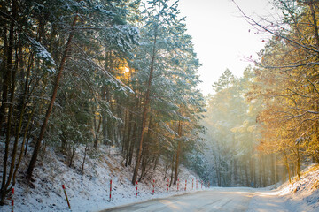leśna droga sosnowa zimą