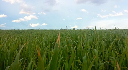 Obraz premium grass, sky, field, green, nature, blue, summer, agriculture, landscape, spring, meadow, plant, wheat, cloud, farm, rural, clouds, fresh, lawn, season, environment, horizon, corn, countryside, sun