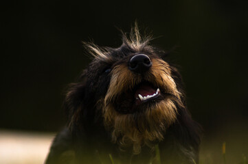 Retrato a perro sonriendo 
