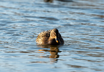 kaczka © Krzysztof  Jaworski