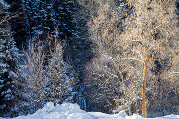 Winter landscape