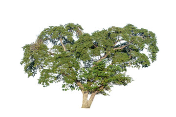 Fototapeta na wymiar tree isolated on white