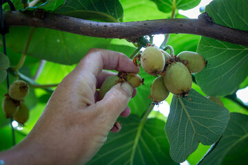Fruit thinning is done several times during the growing season to get the optimal amount of...