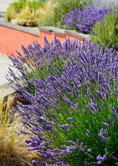 kwitnąca lawenda, Lavandula angustifolia, lawenda i ostnica na rabacie śródziemnomorskiej, lavender and stipa on the Mediterranean flowerbed	
