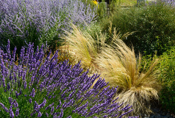 Obraz premium lawenda, perowskia i ostnica na rabacie śródziemnomorskiej, lavender, perovska and stipa on the Mediterranean flowerbed