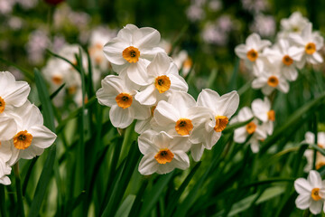 Naklejka na ściany i meble Narcissus Geranium blossoms in the garden in spring