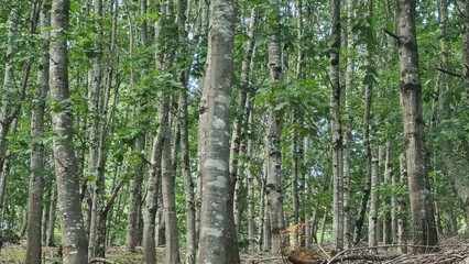 bamboo forest background