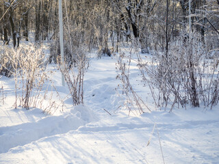path in the winter forest. Snowy winter.
