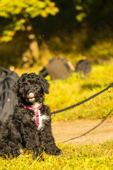 aussiedoodle, welpe