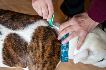 Putting Flea Treatment on Dog