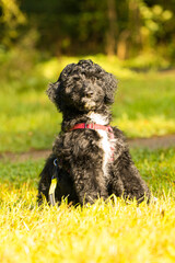 Fototapeta premium aussiedoodle, welpe