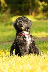 Fototapeta premium aussiedoodle, welpe