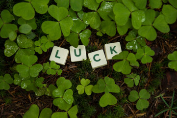 Luck between clovers - the main symbol of St. Patrick's Day