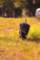Aussiedoodle, Doodle, Welpe