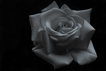 Black and white rose in bloom. Beautiful flower. White rose on a black background .Monochrome. Symbol of romance. Love. Beautiful rose isolated on a black background.