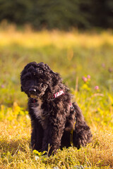 Aussiedoodle, Doodle, Welpe