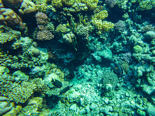 Naklejka na ściany i meble corals underwater. egypt underwater life of the red sea
