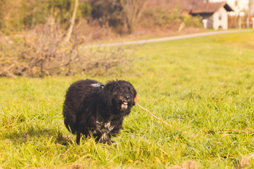 Fototapeta premium Aussiedoodle, Doodle, Welpe