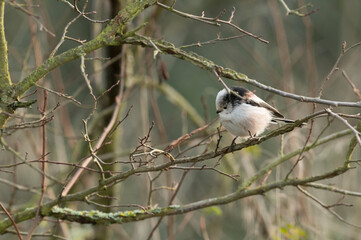 Fototapeta premium Eine Schwanzmeise sitzt auf dünnen Zweigen