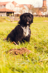 Fototapeta premium Aussiedoodle