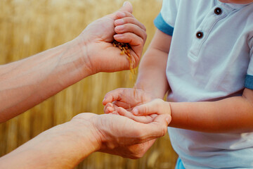 Hands of man pouring grains into hands of little boy, wheat field on blurred background. Closeup father and son exploring nature in countryside together. Concept of harvest