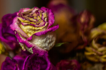 Kwiat róży / Rose flower