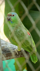 parrot on a branch