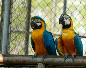 blue and yellow macaw