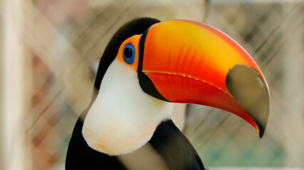 toucan bird in the jungle