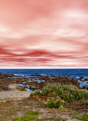 Asilomar State Marine Reserve California Wild flowers