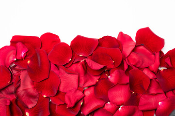 Real red rose petals background backdrop horizontal