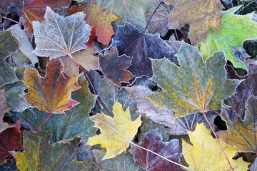 Naklejka na ściany i meble frost colorful leaves in the cold morning as nature background