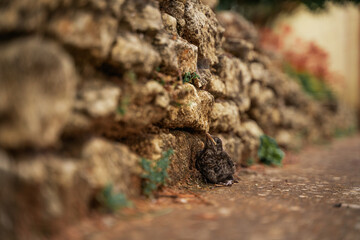 Cría de mirlo recién caída del árbol 