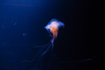 Small jellyfishes illuminated with blue light swimming in aquarium.