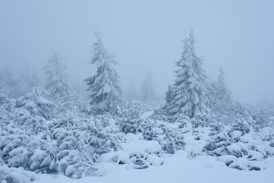 Mgła zimą w Karkonoszach © Grzegorz Polak