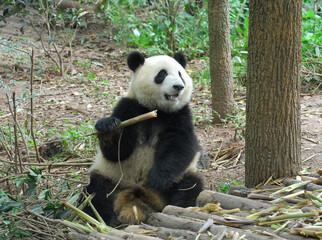 Giant panda sitting outdoor eating bamboo shoots