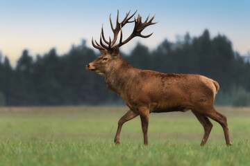 A noble trophy Red deer with huge antlers walks across the field. Side view, full length. Autumn rut.