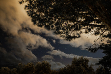 Fototapeta premium Secuencia de nubes en un cielo nocturno con arboles denprimer plano