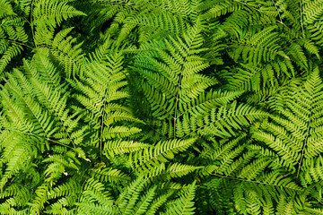 luxurious as a tropical palm fern leaves intertwine bizarrely with each other - green summer background