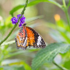 Bunter Schmetterling